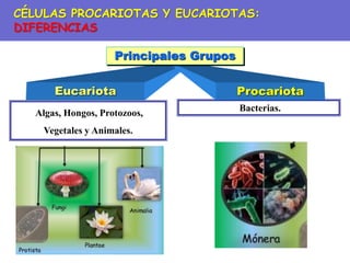 Bacterias.
Algas, Hongos, Protozoos,
Vegetales y Animales.
Eucariota Procariota
Principales Grupos
CÉLULAS PROCARIOTAS Y EUCARIOTAS:
DIFERENCIAS
 