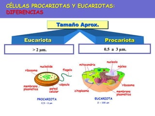 0.5 a 3 µm.
> 2 µm.
Eucariota Procariota
Tamaño Aprox.
CÉLULAS PROCARIOTAS Y EUCARIOTAS:
DIFERENCIAS
 
