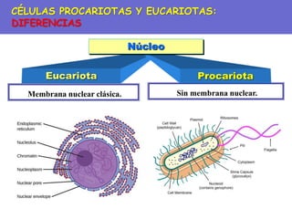 Sin membrana nuclear.
Membrana nuclear clásica.
Eucariota Procariota
Núcleo
CÉLULAS PROCARIOTAS Y EUCARIOTAS:
DIFERENCIAS
 