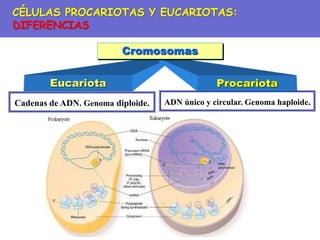 ADN único y circular. Genoma haploide.
Cadenas de ADN. Genoma diploide.
Eucariota Procariota
Cromosomas
CÉLULAS PROCARIOTAS Y EUCARIOTAS:
DIFERENCIAS
 