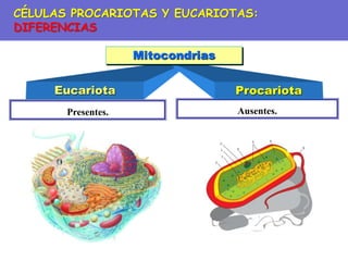 Ausentes.
Presentes.
Eucariota Procariota
Mitocondrias
CÉLULAS PROCARIOTAS Y EUCARIOTAS:
DIFERENCIAS
 