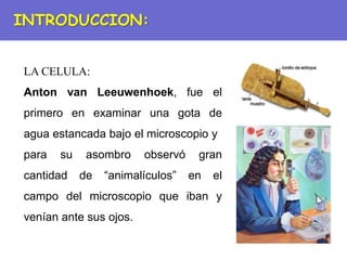 LA CELULA:
Anton van Leeuwenhoek, fue el
primero en examinar una gota de
agua estancada bajo el microscopio y
para su asombro observó gran
cantidad de “animalículos” en el
campo del microscopio que iban y
venían ante sus ojos.
INTRODUCCION:
 