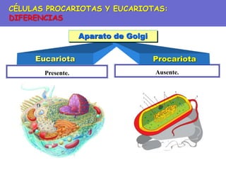 Ausente.
Presente.
Eucariota Procariota
Aparato de Golgi
CÉLULAS PROCARIOTAS Y EUCARIOTAS:
DIFERENCIAS
 