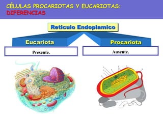 Ausente.
Presente.
Eucariota Procariota
Reticulo Endoplamico
CÉLULAS PROCARIOTAS Y EUCARIOTAS:
DIFERENCIAS
 