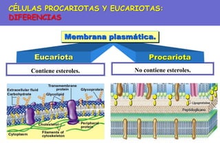 No contiene esteroles.
Contiene esteroles.
Eucariota Procariota
Membrana plasmática.
CÉLULAS PROCARIOTAS Y EUCARIOTAS:
DIFERENCIAS
 