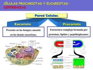 Estructura compleja formada por
proteínas, lípidos y peptidoglucanos.
Presente en los hongos; ausente
en los demás eucariotas.
Eucariota Procariota
Pared Celular.
CÉLULAS PROCARIOTAS Y EUCARIOTAS:
DIFERENCIAS
 
