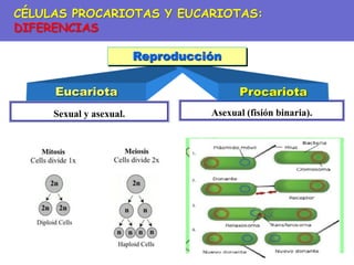 Asexual (fisión binaria).
Sexual y asexual.
Eucariota Procariota
Reproducción
CÉLULAS PROCARIOTAS Y EUCARIOTAS:
DIFERENCIAS
 