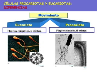 Flagelos simples, si existen.
Flagelos complejos, si existen.
Eucariota Procariota
Movimiento
CÉLULAS PROCARIOTAS Y EUCARIOTAS:
DIFERENCIAS
 
