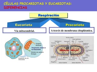 A través de membrana citoplásmica.
Vía mitocondrial.
Eucariota Procariota
Respiración
CÉLULAS PROCARIOTAS Y EUCARIOTAS:
DIFERENCIAS
 