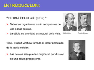 “TEORIA CELULAR (1839) “:
 Todos los organismos están compuestos de
una o más células.
 La célula es la unidad estructural de la vida.
1855, Rudolf Virchow formula el tercer postulado
de la teoría celular:
 Las células sólo pueden originarse por división
de una célula preexistente.
INTRODUCCION:
 