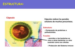 Cápsula
Cápsulas rodean las paredes
celulares de muchos procariotas.
- Compuesto de proteínas o
polisacáridos.
Función:
Estructura:
- permiten a las bacterias se
unen a otras bacterias o a otro
sustrato como sus células.
- Protección del Sistema inmune
ESTRUCTURA:
 