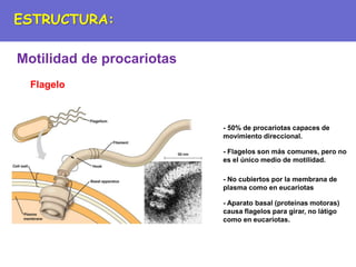 Motilidad de procariotas
Flagelo
- 50% de procariotas capaces de
movimiento direccional.
- Flagelos son más comunes, pero no
es el único medio de motilidad.
- No cubiertos por la membrana de
plasma como en eucariotas
- Aparato basal (proteínas motoras)
causa flagelos para girar, no látigo
como en eucariotas.
ESTRUCTURA:
 
