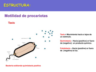 Taxis
Taxis = Movimiento hacía o lejos de
un estímulo.
Quimiotaxis – Hacia (positivo) or fuera
de (negativo) un producto químico.
Fotototaxis – Hacia (positive) or fuera
de (negativo) la luz.
Bacteria exibiendo quimiotaxis positiva
ESTRUCTURA:
Motilidad de procariotas
 
