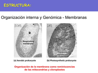 Organización interna y Genómica - Membranas
Organización de la membrana como reminiscencias
de las mitocondrias y cloroplastos
ESTRUCTURA:
 