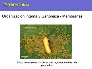 Único cromosoma circula en una region nucleoide más
plásmidos.
ESTRUCTURA:
Organización interna y Genómica - Membranas
 
