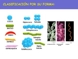 CLASIFICACIÓN POR SU FORMA:
 