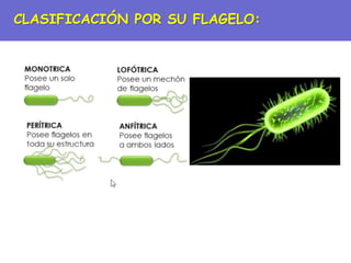 CLASIFICACIÓN POR SU FLAGELO:
 