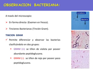 OBSERVACION BACTERIANA:
A través del microscopio:
 En forma directa (Examen en fresco).
 Tinciones Bacterianas (Tinción Gram).
TINCION GRAM
 Permite diferenciar y observar las bacterias
clasificándolo en dos grupos:
 GRAM (+): se tiñen de violeta por poseer
abundante peptidoglucano.
 GRAM (-): se tiñen de rojo por poseer poco
peptidoglucano.
 