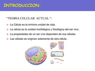 “TEORIA CELULAR ACTUAL “:
 La Célula es la mínima unidad de vida.
 La célula es la unidad morfológica y fisiológica del ser vivo.
 La propiedades de un ser vivo dependen de sus células.
 Las células se originan solamente de otra célula.
INTRODUCCION:
 