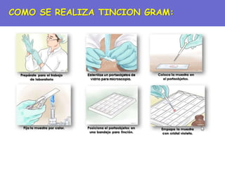 COMO SE REALIZA TINCION GRAM:
 