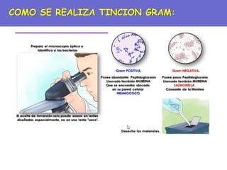 COMO SE REALIZA TINCION GRAM:
 