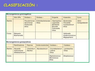 CLASIFICACIÓN :
 