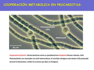 Cooperación Colonial : Ciertas bacterias como la cyanobacterium Anabaena forman colonias. Cells
Photosynthetic son mezcladas con cells heterocisticas, el cual fijan nitrógeno solo desde el O2 producido
durante la fotosintesis. Inhibe las enzimas que fijan el nitrógeno.
COOPERACIÓN METABOLICA EN PROCARIOTAS:
 