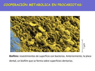 COOPERACIÓN METABOLICA EN PROCARIOTAS:
Biofilms: revestimientos de superficie con bacterias. Anteriormente, la placa
dental, un biofilm que se forma sobre superficies dentarias.
 