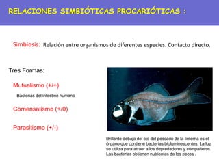 Simbiosis:
Mutualismo (+/+)
Comensalismo (+/0)
Parasitismo (+/-)
Tres Formas:
Bacterias del intestine humano
Brillante debajo del ojo del pescado de la linterna es el
órgano que contiene bacterias bioluminescentes. La luz
se utiliza para atraer a los depredadores y compañeros.
Las bacterias obtienen nutrientes de los peces .
Relación entre organismos de diferentes especies. Contacto directo.
RELACIONES SIMBIÓTICAS PROCARIÓTICAS :
 