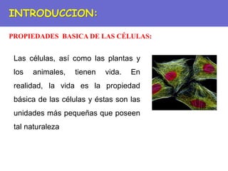 PROPIEDADES BASICA DE LAS CÉLULAS:
INTRODUCCION:
Las células, así como las plantas y
los animales, tienen vida. En
realidad, la vida es la propiedad
básica de las células y éstas son las
unidades más pequeñas que poseen
tal naturaleza
 