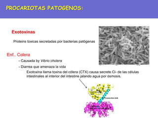 Exotoxinas
Proteins toxicas secretadas por bacterias patógenas
Enf.. Colera
- Diarrea que amenaza la vida
- Causada by Vibrio cholera
Exotoxina llama toxina del cólera (CTX) causa secrete Cl- de las células
intestinales al interior del intestine jalando agua por ósmosis.
PROCARIOTAS PATOGENOS:
 