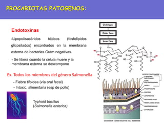 Endotoxinas
-Lipopolisacáridos tóxicos (fosfolipidos
glicosilados) encontrados en la membrana
externa de bacterias Gram negativas.
- Se libera cuando la célula muere y la
membrana externa se descompone
Ex. Todos los miembros del género Salmonella
- Fiebre tifoidea (vía oral fecal)
- Intoxic. alimentaria (esp de pollo)
Typhoid bacillus
(Salmonella enterica)
PROCARIOTAS PATOGENOS:
 