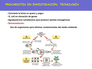 - Convierta la leche en queso y yogur.
- E. coli en clonación de genes
- Agrobacterium tumefaciens para producir plantas transgénicas
- Bioremediación:
Uso de organismos para eliminar contaminantes del medio ambiente
PROCARIOTES EN INVESTIGACIÓN, TECNOLOGÍA
 