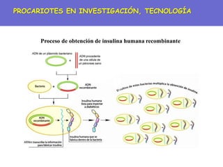 PROCARIOTES EN INVESTIGACIÓN, TECNOLOGÍA
 