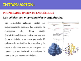 PROPIEDADES BASICA DE LAS CÉLULAS:
INTRODUCCION:
Las células son muy complejas y organizadas:
Las actividades celulares pueden ser
extremadamente precisas. Por ejemplo, la
replicación del DNA (ácido
desoxirribonucleico) se realiza con una tasa
de error inferior a un error por cada 10
millones de nucleótidos incorporados, y la
mayoría de tales errores se corrigen con
rapidez por un intrincado mecanismo de
reparación que reconoce el defecto.
 