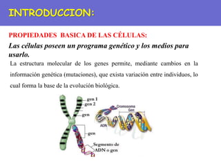 PROPIEDADES BASICA DE LAS CÉLULAS:
INTRODUCCION:
Las células poseen un programa genético y los medios para
usarlo.
La estructura molecular de los genes permite, mediante cambios en la
información genética (mutaciones), que exista variación entre individuos, lo
cual forma la base de la evolución biológica.
 