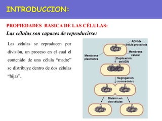 PROPIEDADES BASICA DE LAS CÉLULAS:
INTRODUCCION:
Las células son capaces de reproducirse:
Las células se reproducen por
división, un proceso en el cual el
contenido de una célula “madre”
se distribuye dentro de dos células
“hijas”.
 