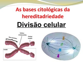 As bases citológicas da
hereditadriedade
Divisão celular
 