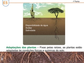 E5
1ª Parte
Adaptações das plantas – Fixas pelas raízes, as plantas estão
adaptadas às condições físicas e químicas do solo.
Disponibilidade de água
Acidez
Salinidade
 