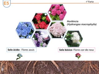 E5
1ª Parte
Hortência
(Hydrangea macrophylla)
Solo ácido- Flores azuis Solo básico- Flores cor-de-rosa
 