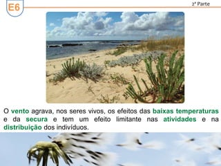 E6
2ª Parte
O vento agrava, nos seres vivos, os efeitos das baixas temperaturas
e da secura e tem um efeito limitante nas atividades e na
distribuição dos indivíduos.
 