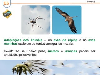 E6
2ª Parte
Adaptações dos animais – As aves de rapina e as aves
marinhas exploram os ventos com grande mestria.
Devido ao seu baixo peso, insetos e aranhas podem ser
arrastados pelos ventos.
 