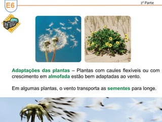 E6
2ª Parte
Adaptações das plantas – Plantas com caules flexíveis ou com
crescimento em almofada estão bem adaptadas ao vento.
Em algumas plantas, o vento transporta as sementes para longe.
 