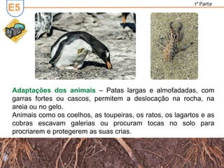 E5
1ª Parte
Adaptações dos animais – Patas largas e almofadadas, com
garras fortes ou cascos, permitem a deslocação na rocha, na
areia ou no gelo.
Animais como os coelhos, as toupeiras, os ratos, os lagartos e as
cobras escavam galerias ou procuram tocas no solo para
procriarem e protegerem as suas crias.
 