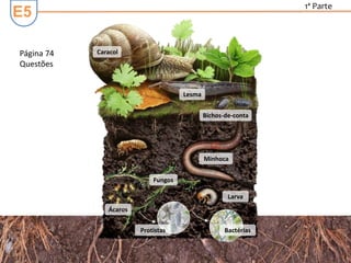 E5
1ª Parte
Fungos
Minhoca
Bichos-de-conta
Lesma
Caracol
BactériasProtistas
Larva
Ácaros
Página 74
Questões
 