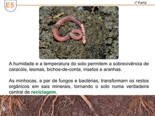 E5
1ª Parte
A humidade e a temperatura do solo permitem a sobrevivência de
caracóis, lesmas, bichos-de-conta, insetos e aranhas.
As minhocas, a par de fungos e bactérias, transformam os restos
orgânicos em sais minerais, tornando o solo numa verdadeira
central de reciclagem.
 