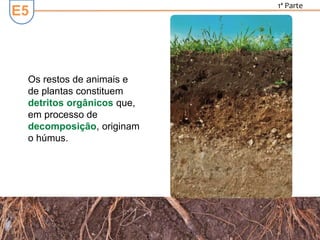 E5
1ª Parte
Os restos de animais e
de plantas constituem
detritos orgânicos que,
em processo de
decomposição, originam
o húmus.
 