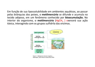 Em função de sua lipossolubilidade em ambientes aquáticos, ao passar
pelas brânquias dos peixes, o metilmercúrio se difunde e acumula no
tecido adiposo, em um fenômeno conhecido por bioacumulação. No
interior do organismo, o metilmercúrio (HgCH3 ) exercerá sua ação
tóxica, interagindo com os grupos sulfidrila das enzimas.
 