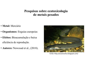 • Metal: Mercúrio
• Organismos: Enguias europeias
• Efeitos: Bioacumulação e baixa
eficiência de reprodução.
• Autores: Nowosad et al., (2018).
Fonte: http://oceanos912.blogspot.com/
Pesquisas sobre ecotoxicologia
de metais pesados
 