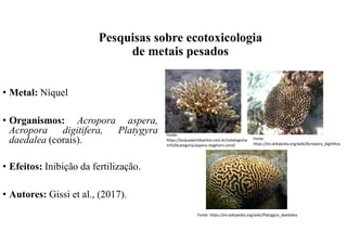 • Metal: Níquel
• Organismos: Acropora aspera,
Acropora digitifera, Platygyra
daedalea (corais).
• Efeitos: Inibição da fertilização.
• Autores: Gissi et al., (2017).
Fonte:
https://acquaworldsantos.com.br/catalogo/se
m%20categoria/aspera-staghorn-coral/
Fonte:
https://en.wikipedia.org/wiki/Acropora_digitifera
Fonte: https://en.wikipedia.org/wiki/Platygyra_daedalea
Pesquisas sobre ecotoxicologia
de metais pesados
 